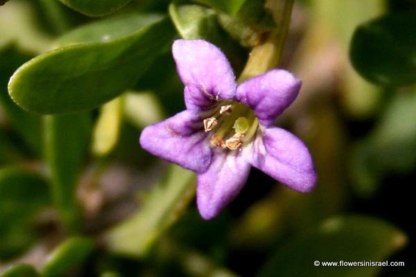 Flowers in Israel